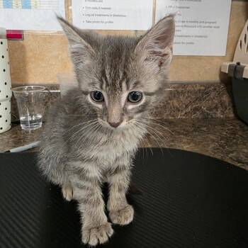 Domestic Medium Hair Cats Available for Adoption in Eureka Springs, Arkansas - Gloom | PetCurious