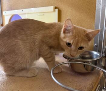 Rescue Domestic Short Hair Cats for Adoption in Lemoore, California - Willy | PetCurious