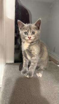 Domestic Short Hair Cats Available for Adoption in Warner Robins, Georgia - Helena | PetCurious