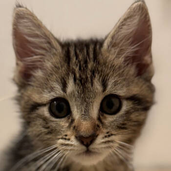 Rescue Domestic Short Hair Cats for Adoption in Cumming, Georgia - Evalina | PetCurious