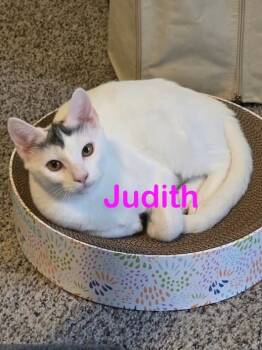 Rescue Domestic Short Hair Cats for Adoption in New Bern, North Carolina - JUDITH Kitten | PetCurious