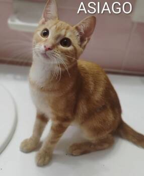 Asiago -  Domestic Short Hair Cat for Adoption in Groveland, Massachusetts - Asiago | PetCurious
