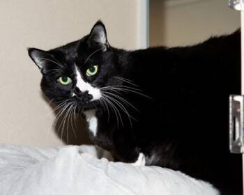 Rabble -  Domestic Medium Hair and Domestic Short Hair Cat for Adoption in Longmont, Colorado - Rabble | PetCurious