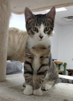 Rescue Domestic Short Hair Cats for Adoption in Corpus Christi, Texas - Aragorn | PetCurious