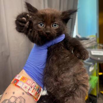 Tiki -  Domestic Medium Hair Cat for Adoption in Belleville, Illinois - Tiki | PetCurious