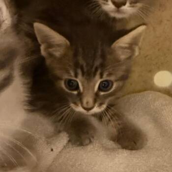 Green collar -  Domestic Medium Hair Cat for Adoption in Pasadena, California - Green Collar | PetCurious