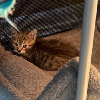 Pinto -  Domestic Short Hair Cat for Adoption in Bentonville, Arkansas - Pinto | PetCurious