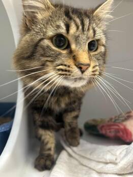 Oliver -  Domestic Medium Hair Cat for Adoption in Delson, Quebec - Oliver | PetCurious