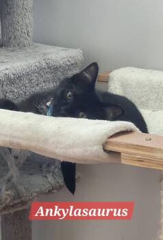 Rescue Domestic Medium Hair Cats for Adoption in Mokena, Illinois - Ankylasaurus | PetCurious