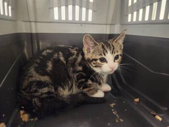 RICK -  Domestic Short Hair Cat for Adoption in Kent, Washington - RICK | PetCurious