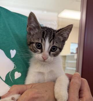 Willow -  Domestic Short Hair Cat for Adoption in Slidell, Louisiana - Willow | PetCurious