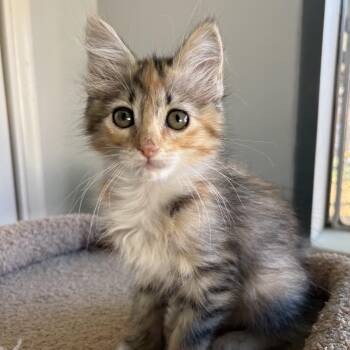 Briney -  Domestic Medium Hair Cat for Adoption in Oracle, Arizona - Briney | PetCurious