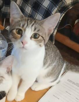 Rescue Domestic Short Hair Cats for Adoption in Lee