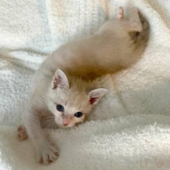 Zazzles 17 -  Domestic Short Hair Cat for Adoption in Austin, Texas - Zazzles 17 | PetCurious