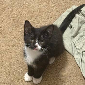 Rescue Domestic Medium Hair Cats for Adoption in Natchitoches, Louisiana - Noodle | PetCurious