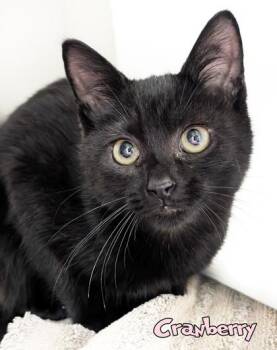 Cranberry -  Domestic Short Hair Cat for Adoption in Mason, Michigan - Cranberry | PetCurious