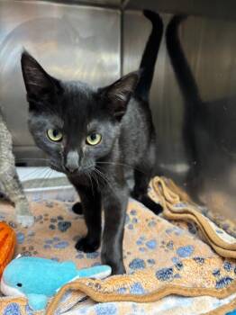 Binnie -  American Shorthair Cat for Adoption in Findlay, Ohio - Binnie | PetCurious