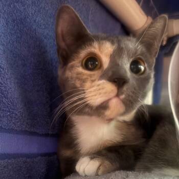 Domestic Short Hair Cats Available for Adoption - Dante | PetCurious