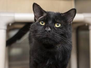 Domestic Medium Hair Cats Available for Adoption in Phoenix, Arizona - RALPH | PetCurious