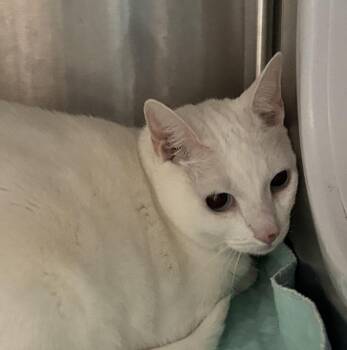 Ms Snowy -  Domestic Short Hair Cat for Adoption - Ms Snowy | PetCurious