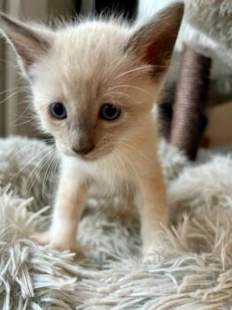 Siamese Cats Available for Adoption in Los Angeles, California - Sawyer | PetCurious