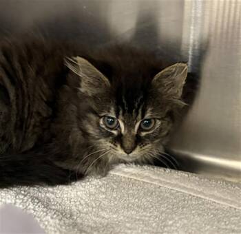 LINDSEY -  Domestic Long Hair Cat for Adoption in Aliquippa, Pennsylvania - LINDSEY | PetCurious