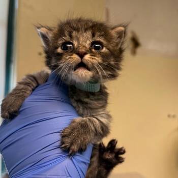 Domestic Short Hair Cats Available for Adoption in Pasadena, California - Seals | PetCurious