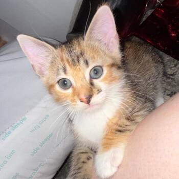 Gooseberry -  Domestic Short Hair Cat for Adoption in Wilmington, Ohio - Gooseberry | PetCurious
