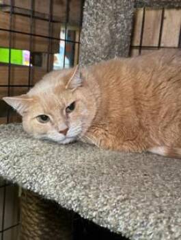 Simon -  Domestic Short Hair and Siberian Cat for Adoption in Sharpsville, Pennsylvania - Simon | PetCurious