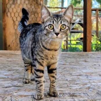 Purrcila World Class Purrer -  Tabby Cat for Adoption in Newport, Washington - Purrcila World Class Purrer | PetCurious