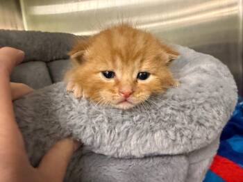 Timmy -  Tabby Cat for Adoption in La Porte, Indiana - Timmy | PetCurious