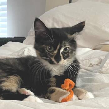 Brianna -  Domestic Short Hair Cat for Adoption in Jupiter, Florida - Brianna | PetCurious