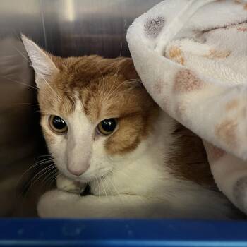 Domestic Medium Hair Cats Available for Adoption - Ferrel | PetCurious