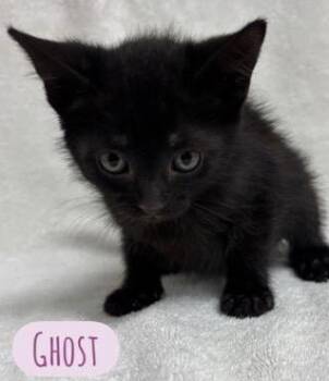 Ghost -  Domestic Short Hair Cat for Adoption in Parma, Ohio - Ghost | PetCurious
