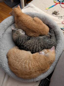 Carrot & Bubbles & Shadow -  Domestic Short Hair Cat for Adoption in Worcester, Massachusetts - Carrot & Bubbles & Shadow | PetCurious