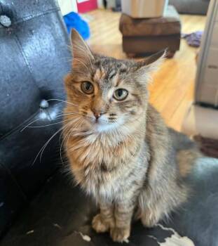 Domestic Long Hair Cats Available for Adoption in Gorham, Maine - Sweetpotato Hudson | PetCurious