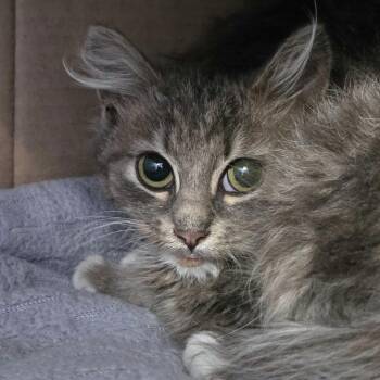 Smeagol -  Domestic Medium Hair Cat for Adoption in Providence, Rhode Island - Smeagol | PetCurious