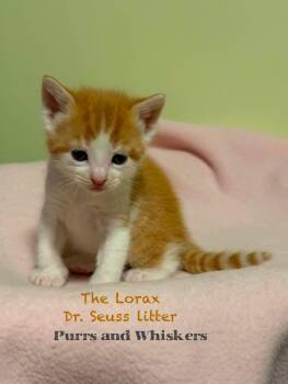 Domestic Short Hair Cats Available for Adoption in New Hartford, New York - The Lorax | PetCurious