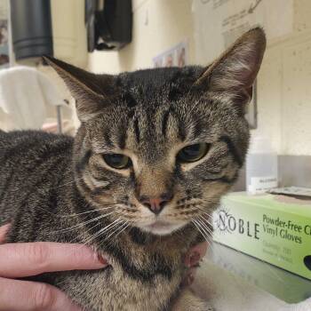 Rescue Domestic Short Hair Cats for Adoption in Asheville, North Carolina - Poppy | PetCurious