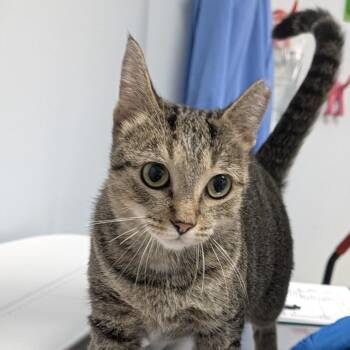Roxie Hart -  Domestic Short Hair Cat for Adoption in Indianapolis, Indiana - Roxie Hart | PetCurious