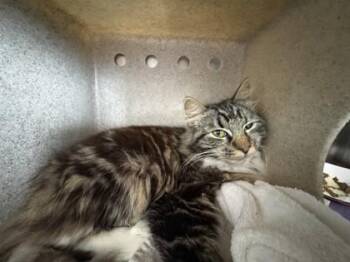 Domestic Long Hair and Domestic Short Hair Cats Available for Adoption - Caroline | PetCurious