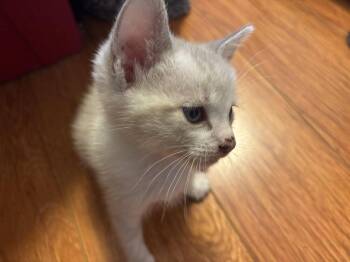 Ivar -  Domestic Short Hair Cat Available for Adoption in Lancaster, California - Ivar | PetCurious