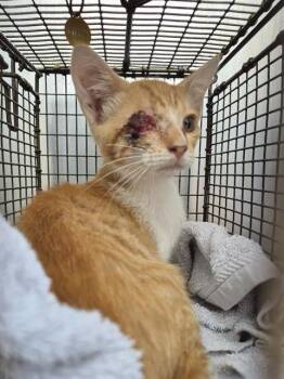 HENRY -  Domestic Medium Hair Cat for Adoption in San Antonio, Texas - HENRY | PetCurious