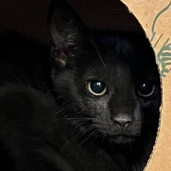 Avid 1 -  Domestic Short Hair Cat for Adoption in Baltimore, Maryland - Avid 1 | PetCurious