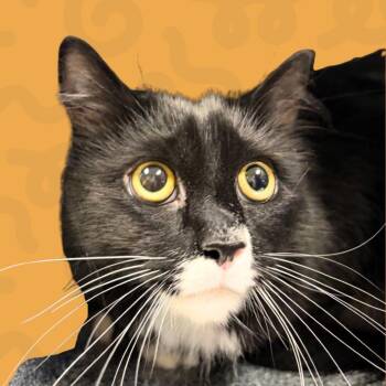 Yoyo -  Domestic Medium Hair Cat for Adoption in Reno, Nevada - Yoyo | PetCurious