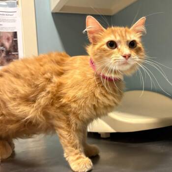 Hello Kitty -  Domestic Medium Hair Cat for Adoption in Chattanooga, Tennessee - Hello Kitty | PetCurious
