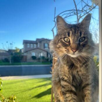 Domestic Short Hair Cats Available for Adoption in Redwood City, California - Minh | PetCurious