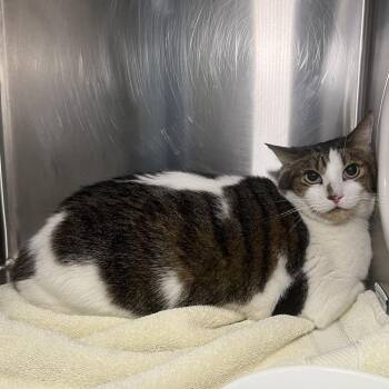 Boy -  Domestic Short Hair Cat for Adoption in Palm Springs, California - Boy | PetCurious