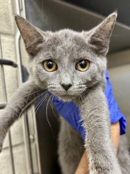Elytra -  Domestic Short Hair Cat for Adoption in Wichita, Kansas - Elytra | PetCurious