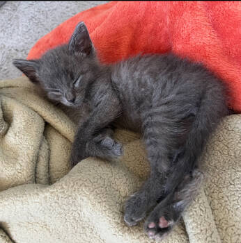 Rescue Domestic Medium Hair Cats for Adoption in Homer Glen, Illinois - Sir Ozzie | PetCurious